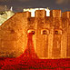 Poppies @ The Tower 2014