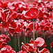 Poppies @ The Tower